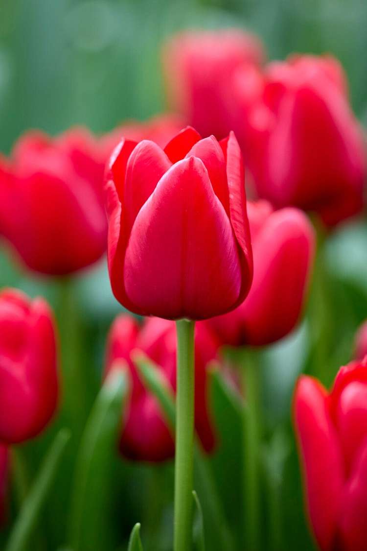 Tulpan 'Unique de France'